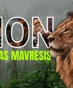 Lion by Nikolas Mavresis